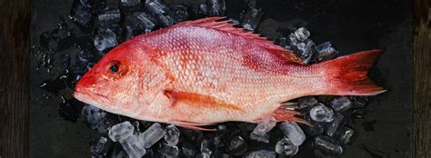 red snapper magsaysay|Seafood and more! Come and visit Redsnapper Magsaysay ! We .